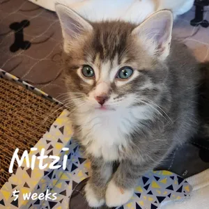 Mitzi