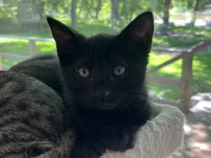 Onyx
