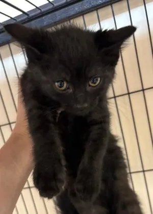 Toothless