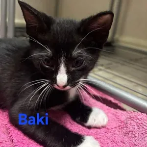 Baki