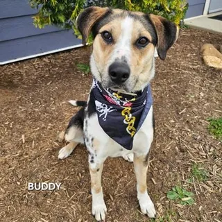 Buddy
