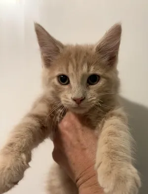 Micah