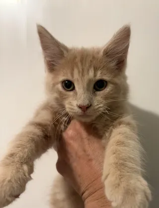 Micah
