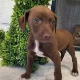 AAD Upcoming Arrival!  Lone Star - 26109