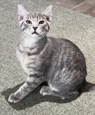 Raisin - Your New Best Friend