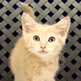 Lynx