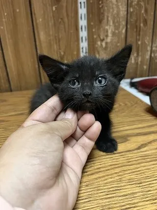 Kitten 27770 (Licorice)