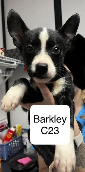 Barkley