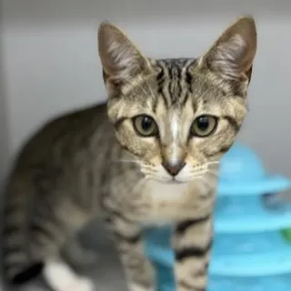 Bella