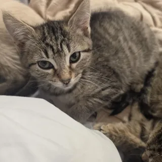 Mina and Mona