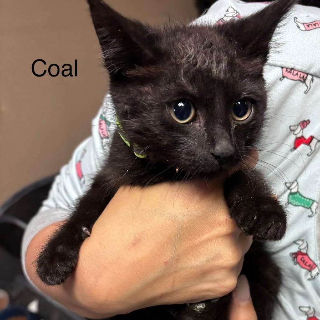 Coal
