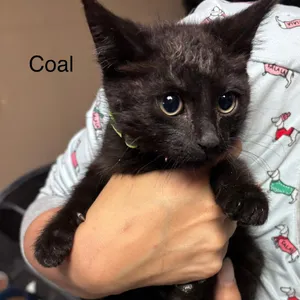 Coal