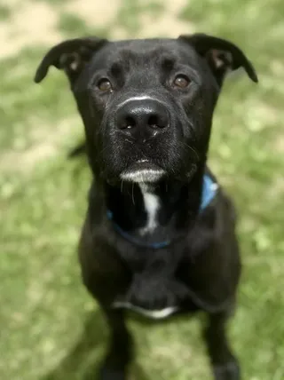 Milo