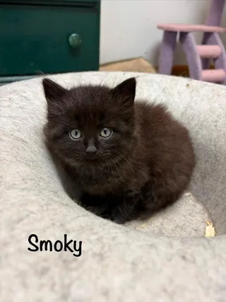 Smoky