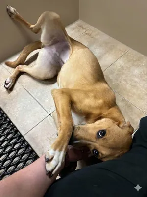 Daizie