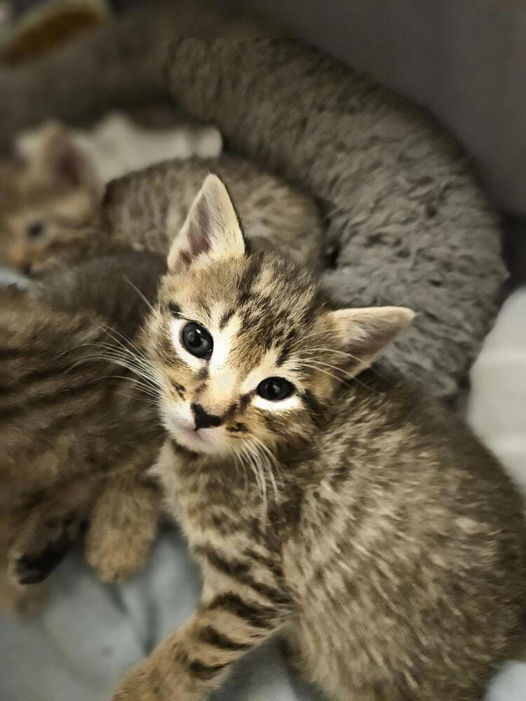 Baci