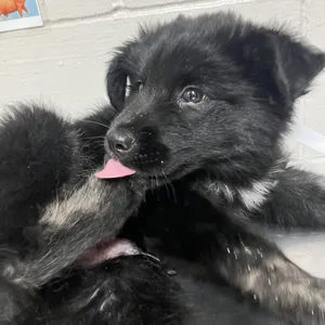 Sebastian