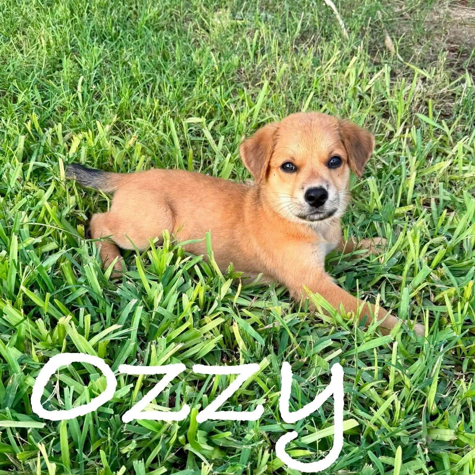 Ozzy