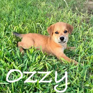 Ozzy