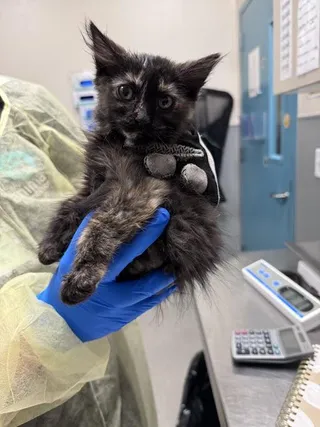 MOANA