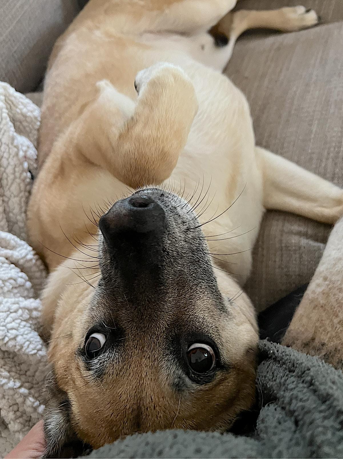 Hank