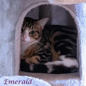 Emerald C26-173