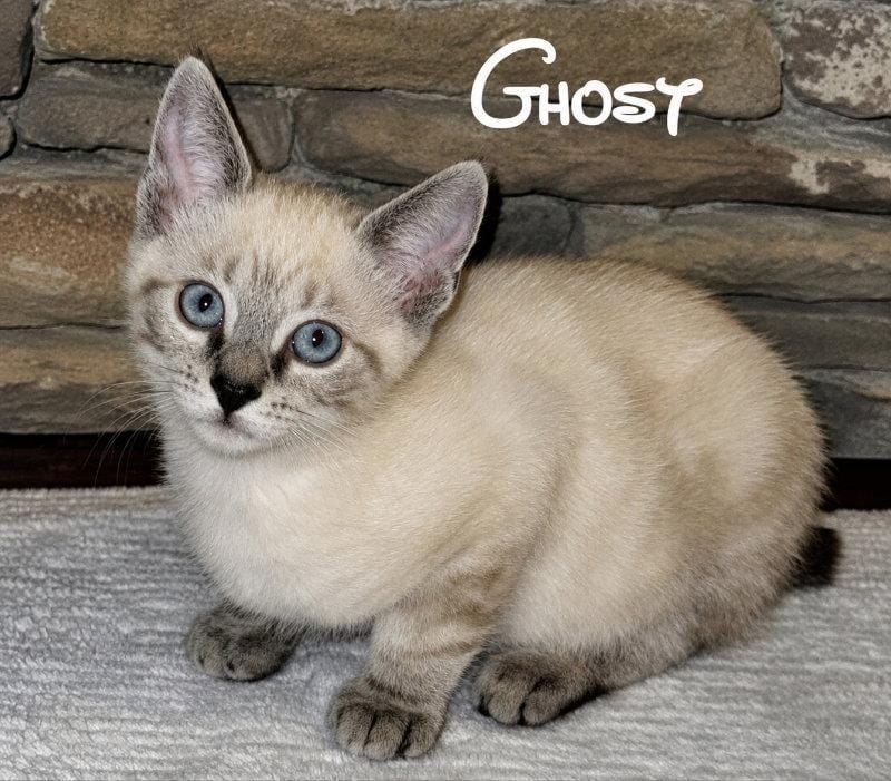Ghost