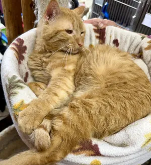 Garfield