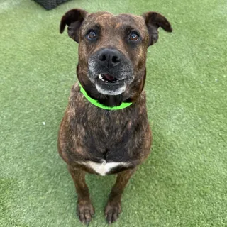 Sammy