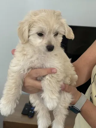 Mia