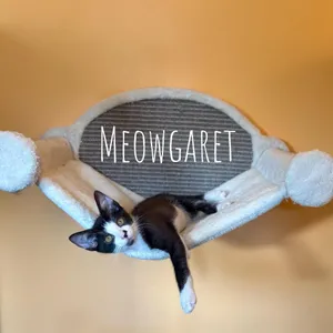 Meowgaret