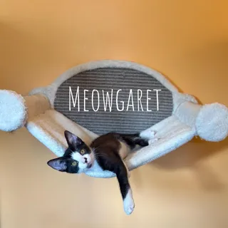 Meowgaret