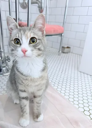 Marmalade