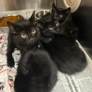 Nico buys Happy Meals C11197