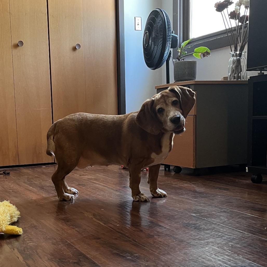 Daisy