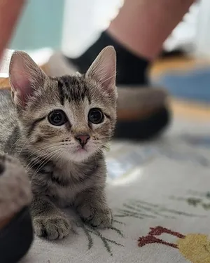 MISS LAP CAT