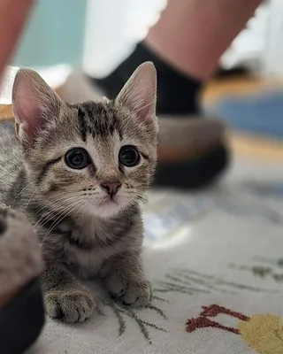 MISS LAP CAT