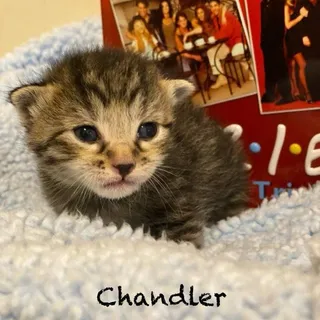 Chandler