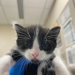 MILO