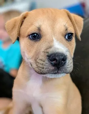PIP