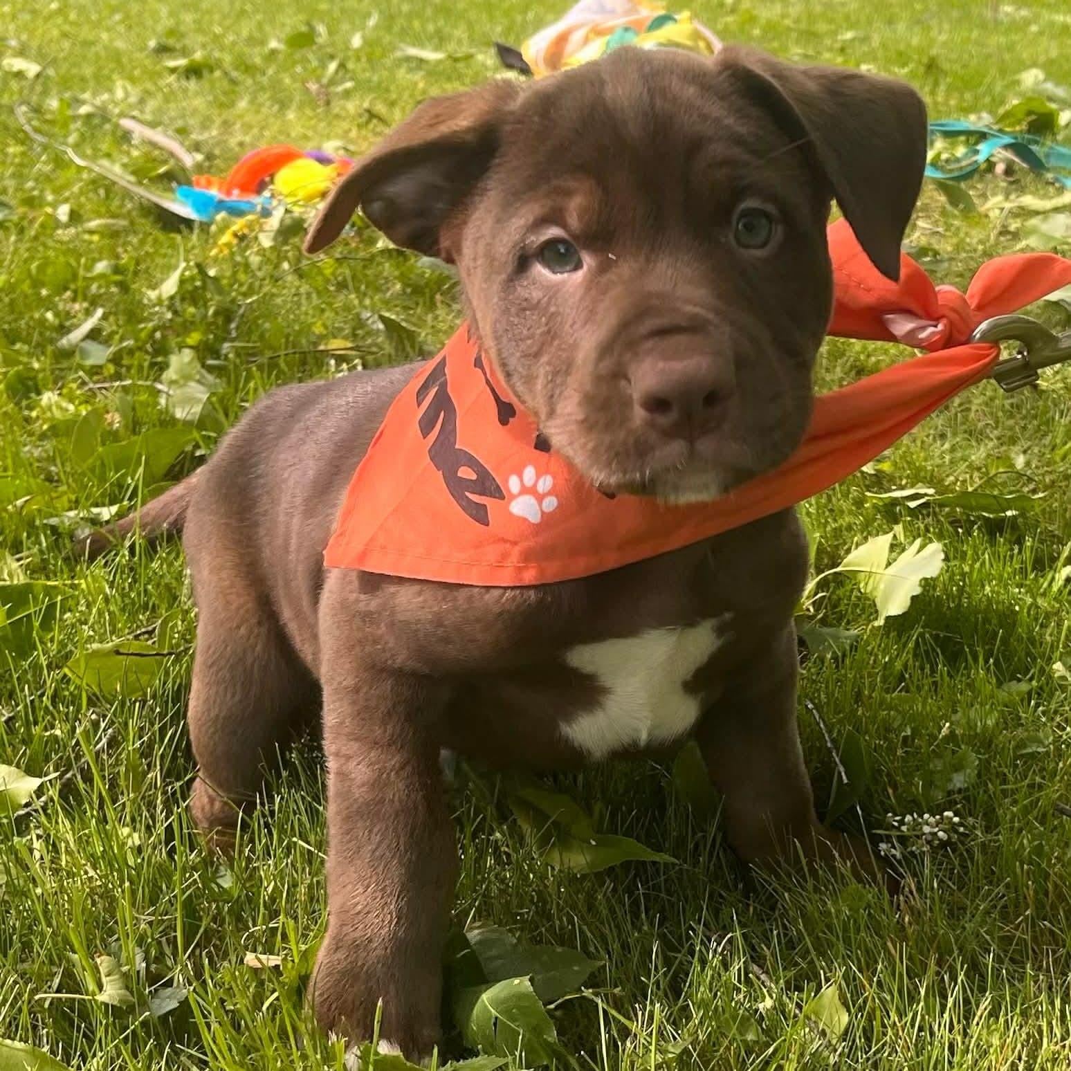 Chubbs