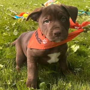 Chubbs
