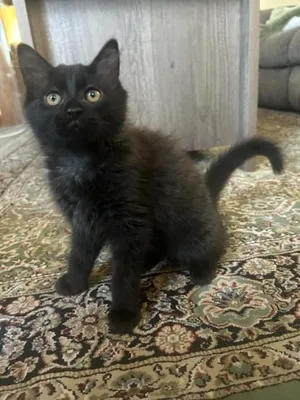 Cat-Apult