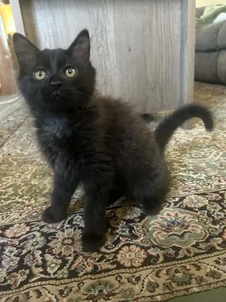 Cat-Apult