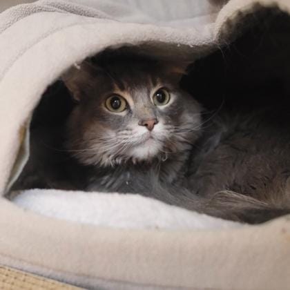 Suki