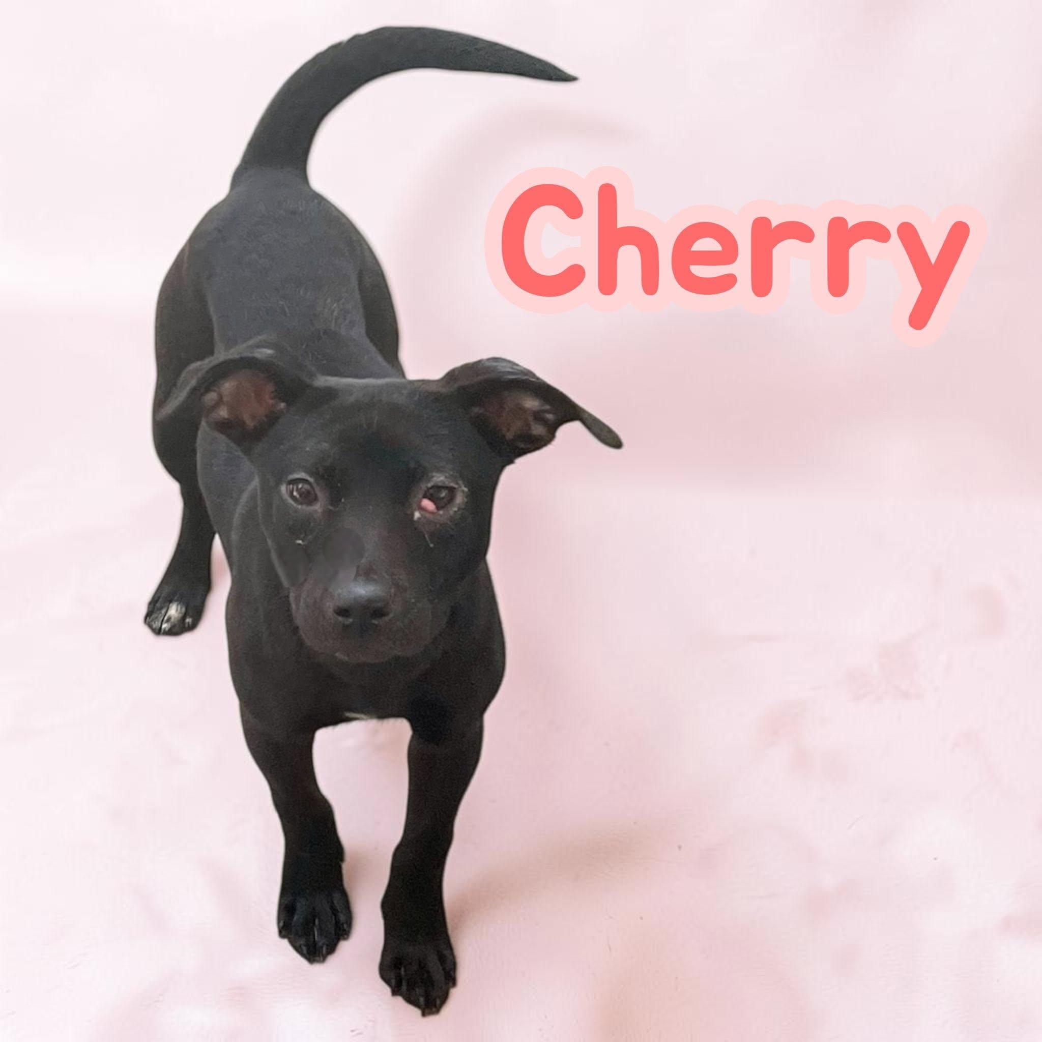 Cherry