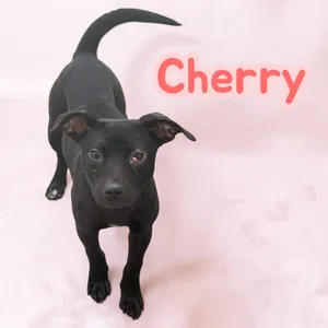 Cherry
