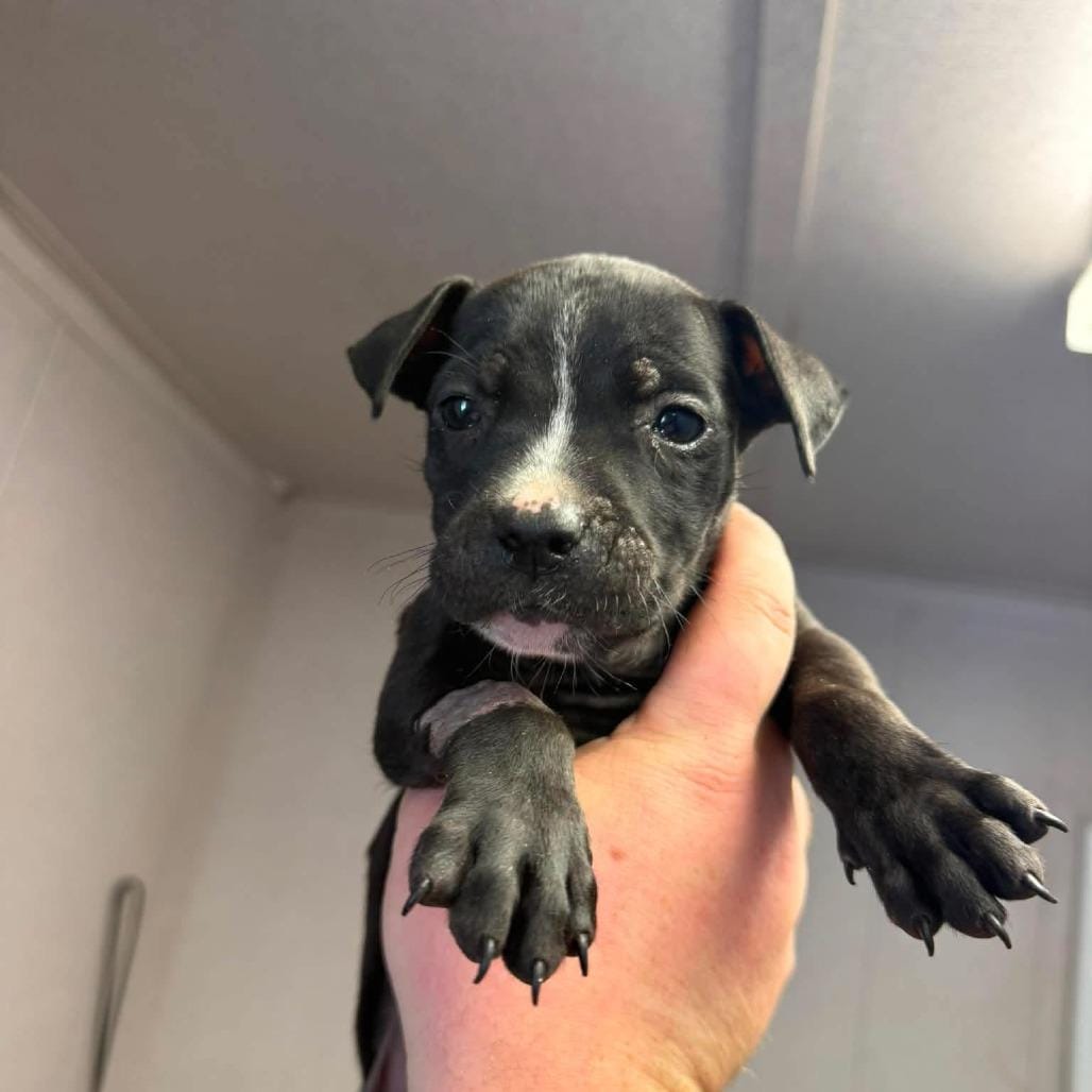 Arya