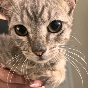 Salem