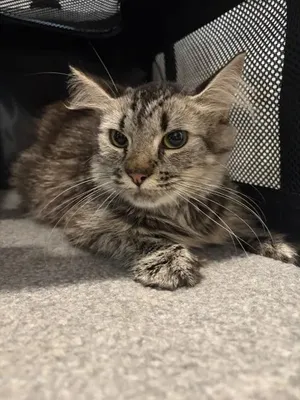 Artemis